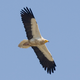 Illustration for article titled Humans accidentally created giant, super-evolved vultures